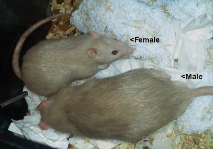 male fancy rat